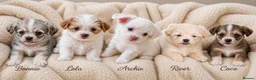 Mixed Breed dogs for sale: Rare Beautiful Maltese Cross Puppies - Advert 2