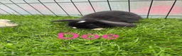 Mini Lop rabbits for sale: Mini lop rabbits looking for new home  - Advert 4
