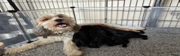 Mixed Breed dogs for sale: Cocker Spaniel hybrid puppies  - Advert 2