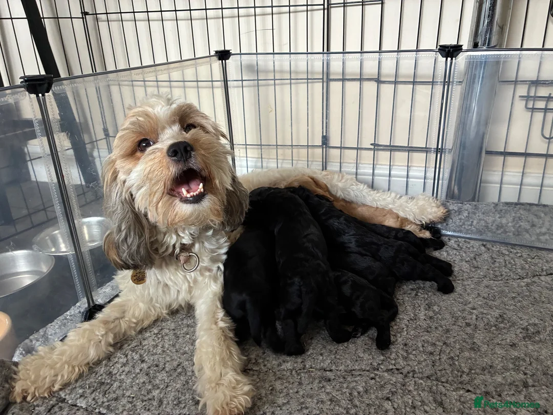 Mixed Breed dogs for sale: Cocker Spaniel hybrid puppies  - Advert 2