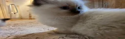 Ragdoll cats for sale: Seal mitted ragdoll kittens ready 26/9 - Advert 18