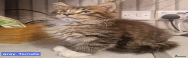 Maine Coon 2