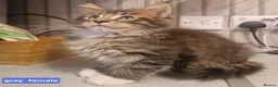 Maine Coon cats for sale: Maine Coon and mix Maine coon - Advert 1