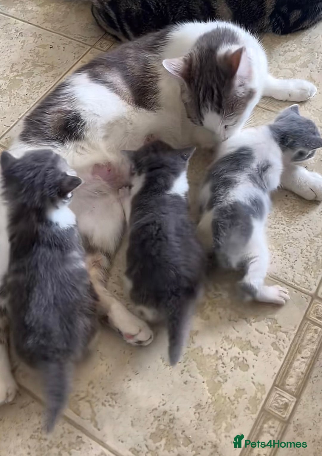 Mixed Breed cats for sale: Grey and white kittens  - Advert 5