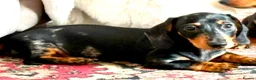 Miniature Dachshund dogs for sale: Silver Dapple Male  - Advert 12
