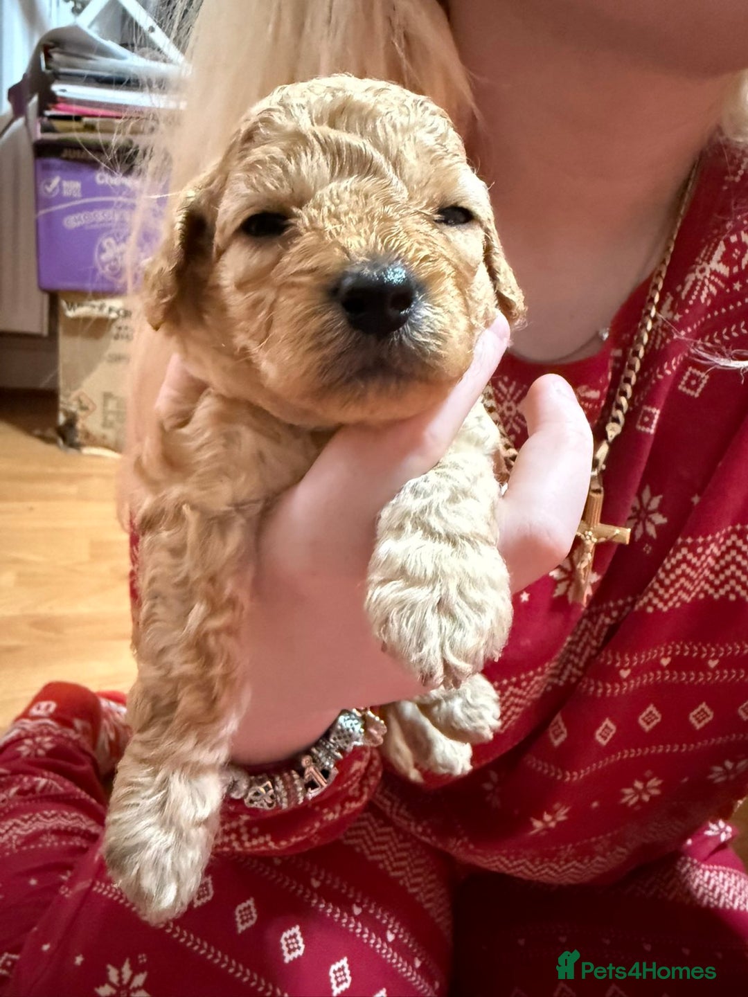 Cavapoo dogs for sale: Delightful Cavapoo puppies - Advert 10