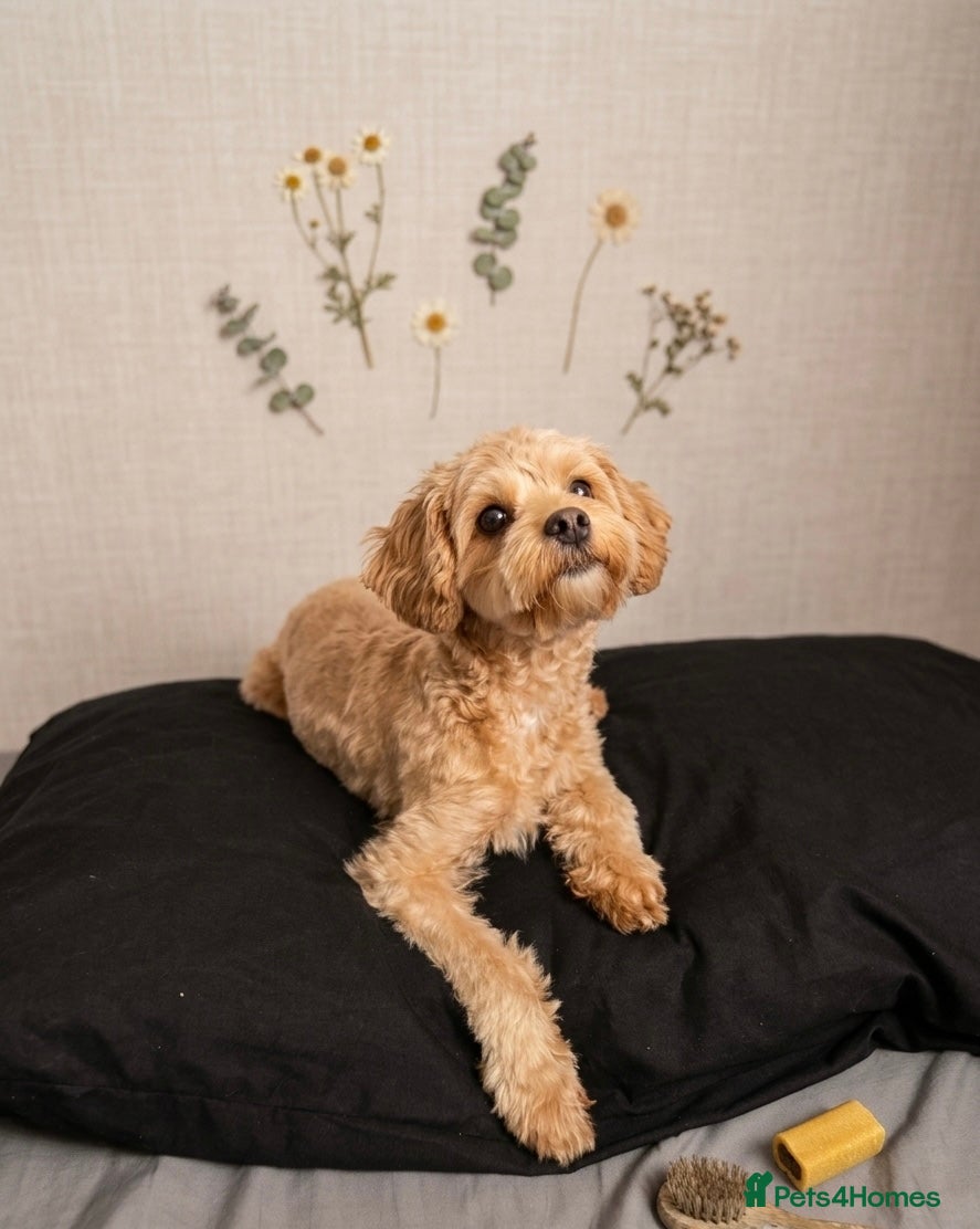 Maltipoo dogs 🐶 CUTE AND LOVING MALTIPOO WAITING FOR YOU🌞 - Advert 1