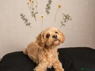 Maltipoo dogs 🐶 CUTE AND LOVING MALTIPOO WAITING FOR YOU🌞 - Advert 1