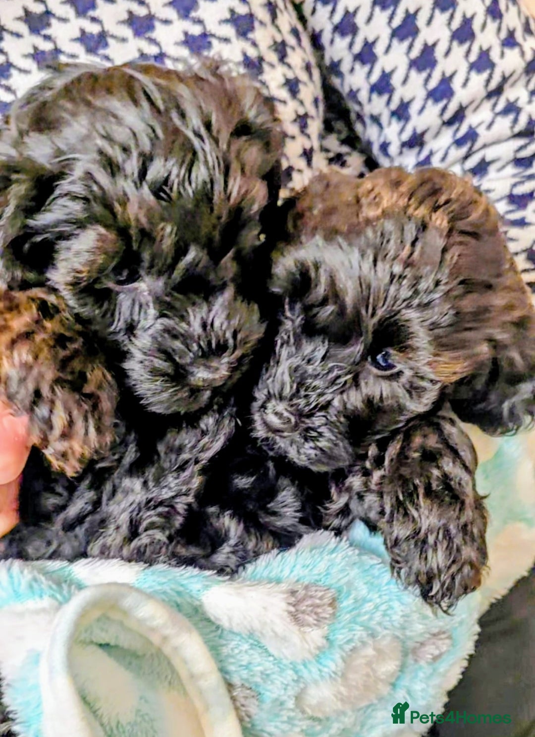 Yorkiepoo dogs for sale: GENUINE F1 YORKIEPOO PUPPIES  - Advert 17