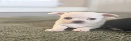 Chihuahua dogs for sale: Chihuahua boys  - Advert 25