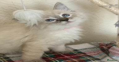 Ragdoll cats - Advert 3