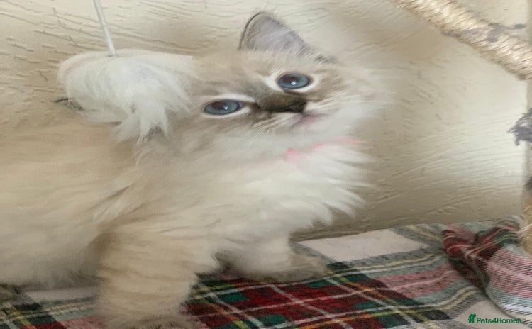Ragdoll cats - Advert 2