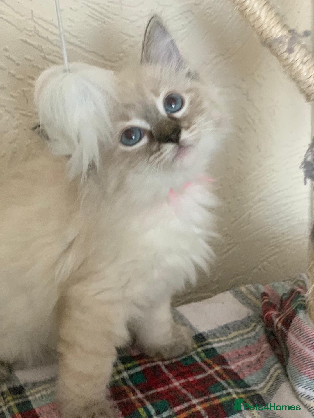 Ragdoll cats for sale: Ragdoll kittens  - Image 1