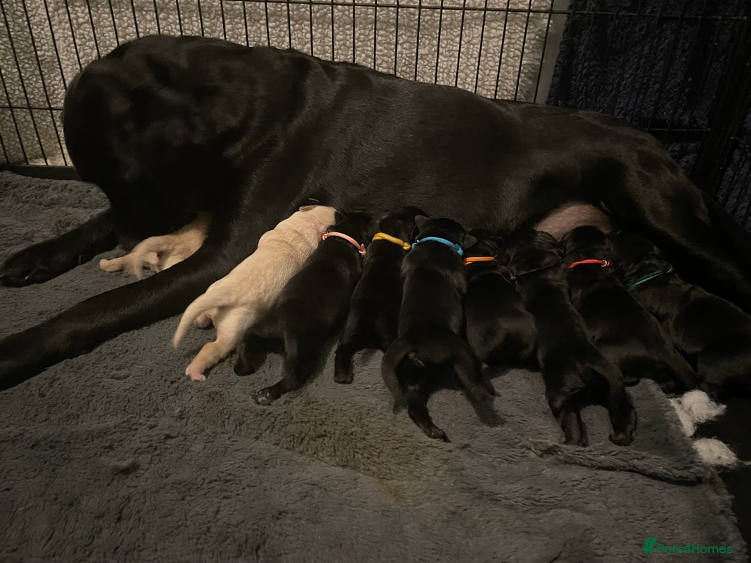 Goldador dogs for sale: Extensively health tested Goldador puppies - Image 10