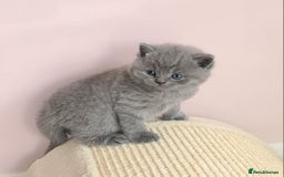British Shorthair cats for sale: ⚜️British ShortHair Blue &Lilac kittens ⚜️GCCF ⚜️ - Image 14