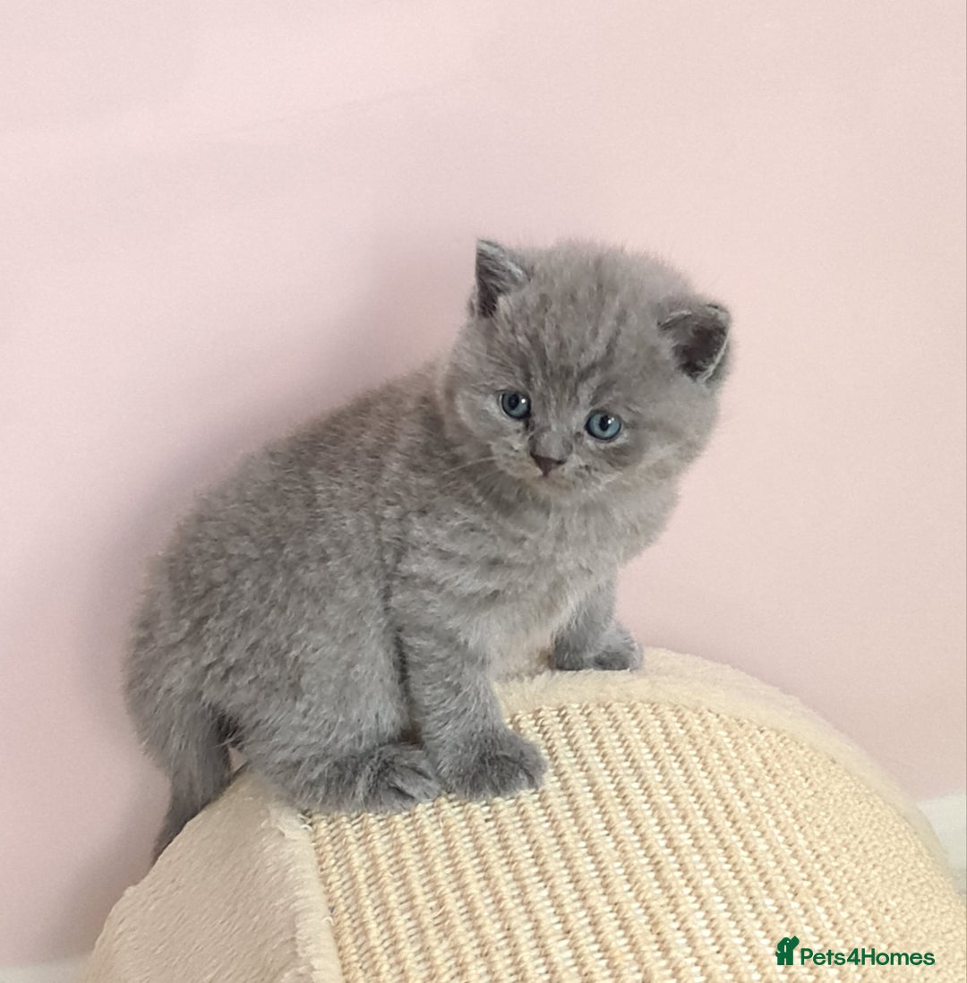 British Shorthair cats for sale: ⚜️British ShortHair Blue &Lilac kittens ⚜️GCCF ⚜️ - Image 14