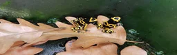 Frog reptiles for sale: Dendrobates leucomelas dart frog  - Advert 3