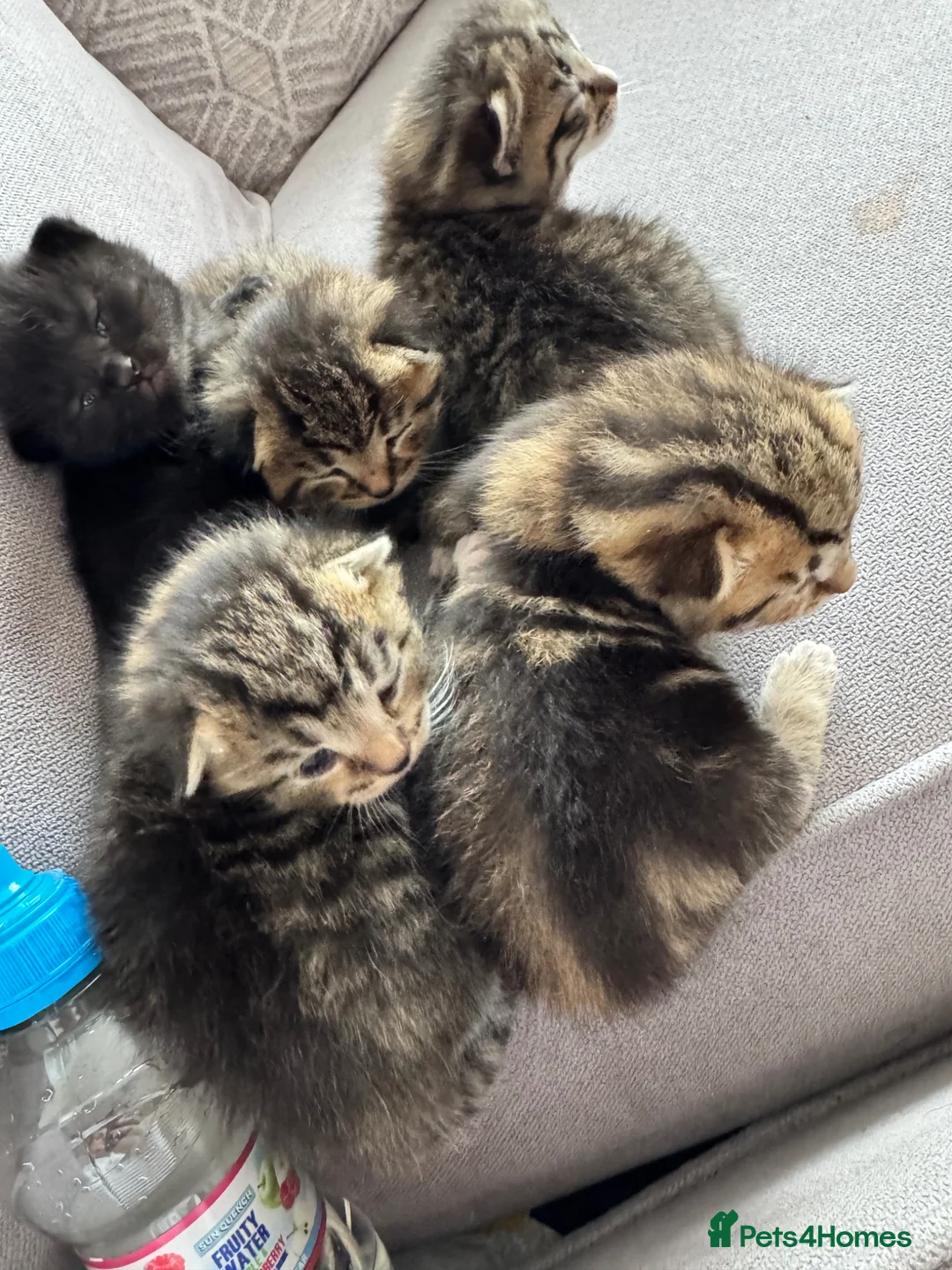 Mixed Breed cats for sale: Kittens for sale  in Rowley Regis - Advert 10