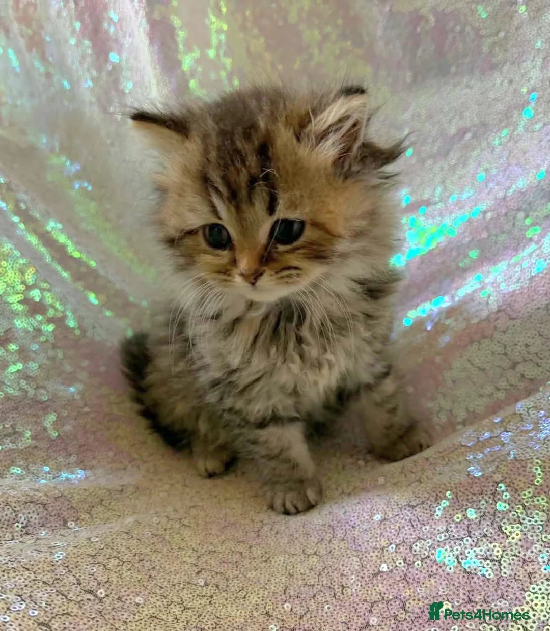 Persian cats for sale: Chinchilla persian kittens in Maidstone - Advert 13