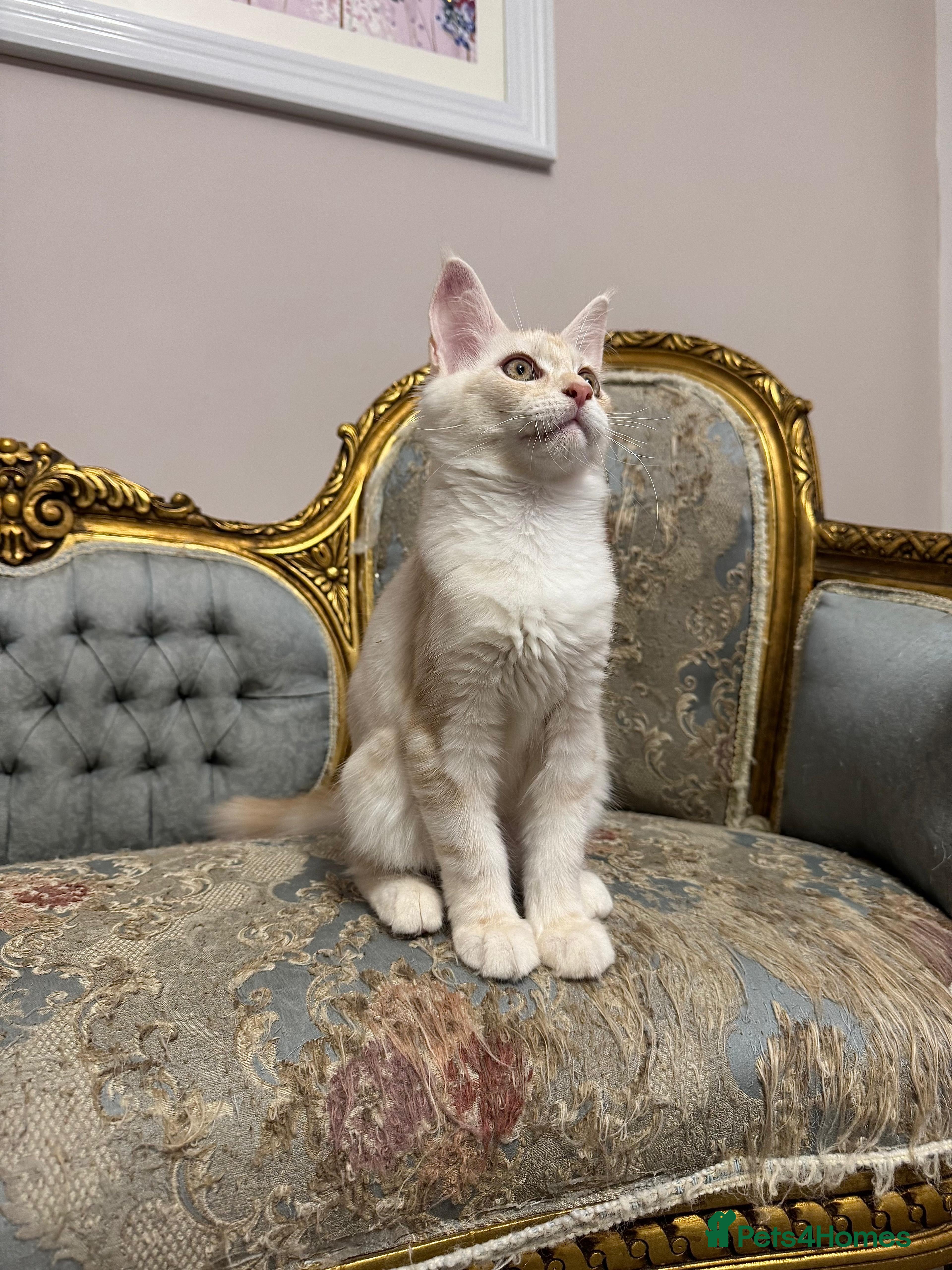Maine Coon cats Maine Coon Kittens 🏆 20+ gen 🧬 Full Pedigree - Advert 8