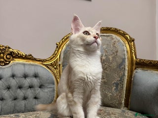 Maine Coon cats Maine Coon Kittens 🏆 20+ gen 🧬 Full Pedigree - Advert 8