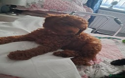 Toy Poodle dogs for sale: Red Toy poodle girl - Image 2