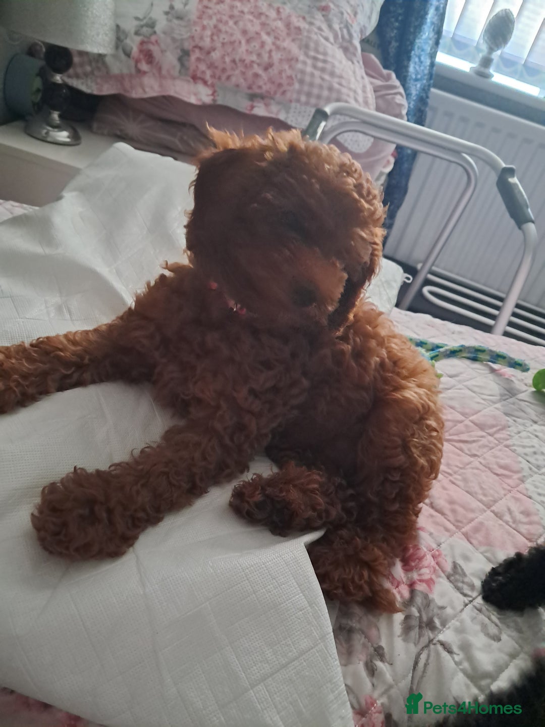 Toy Poodle dogs for sale: Red Toy poodle girl - Image 2