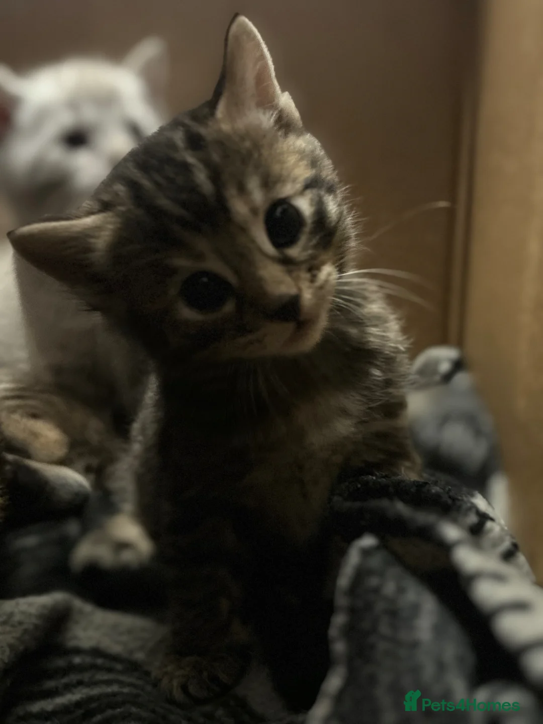 Bengal cats for sale: Bengal kittens  in Aberdeen - Advert 15