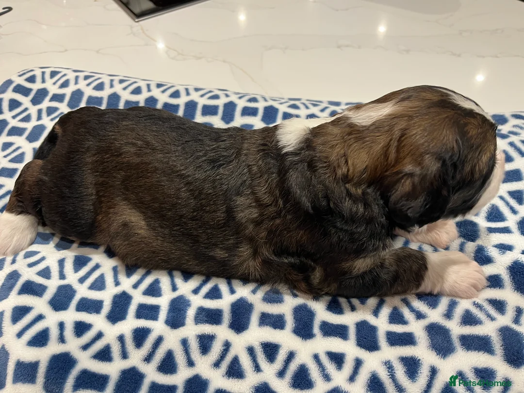 Bernedoodle dogs for sale: Beautiful Bernedoodle Pups - Advert 6