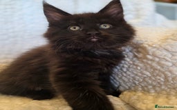 Maine Coon cats for sale: 4 x large bundles of fun - Image 14