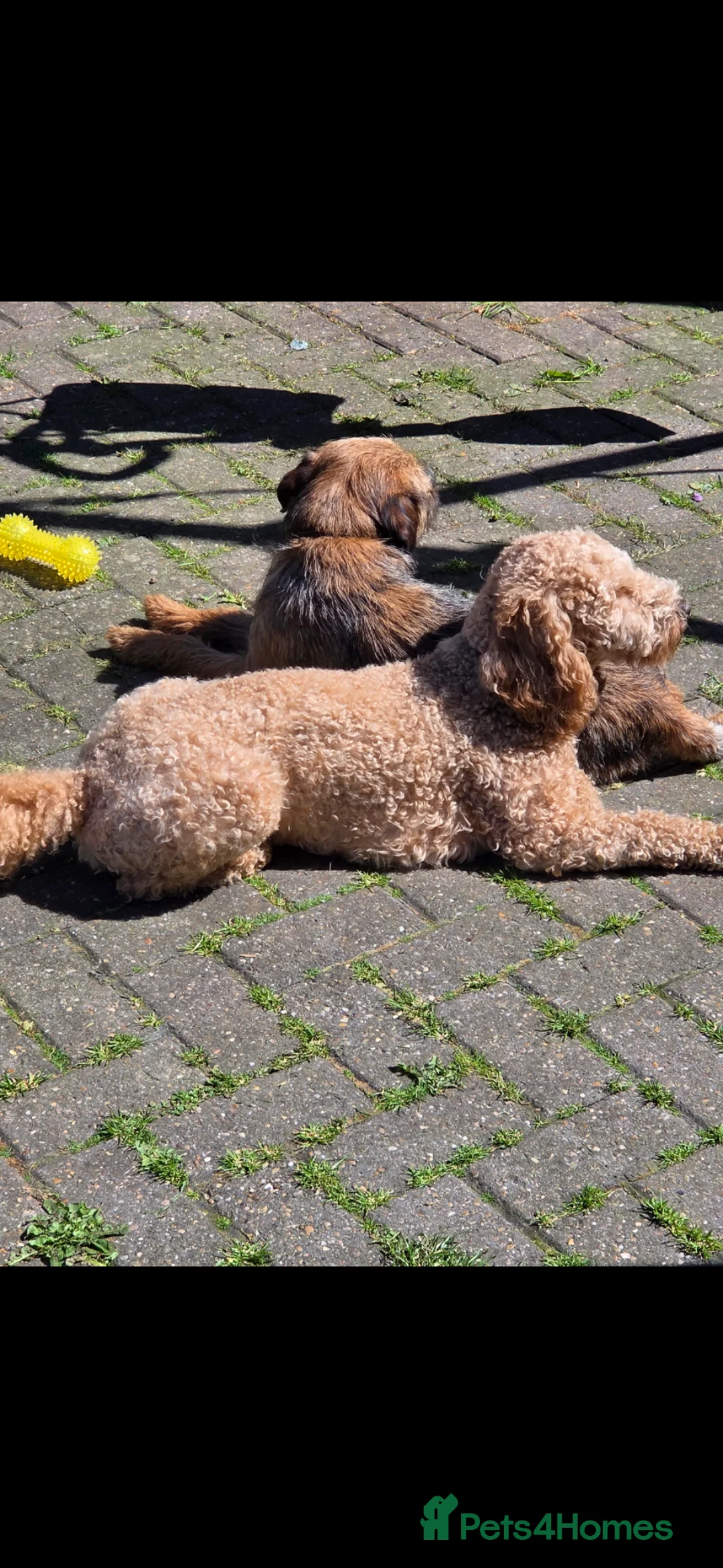 Mixed Breed dogs for sale: Bo!! 15 month old male cockapoo in Nottingham - Advert 2
