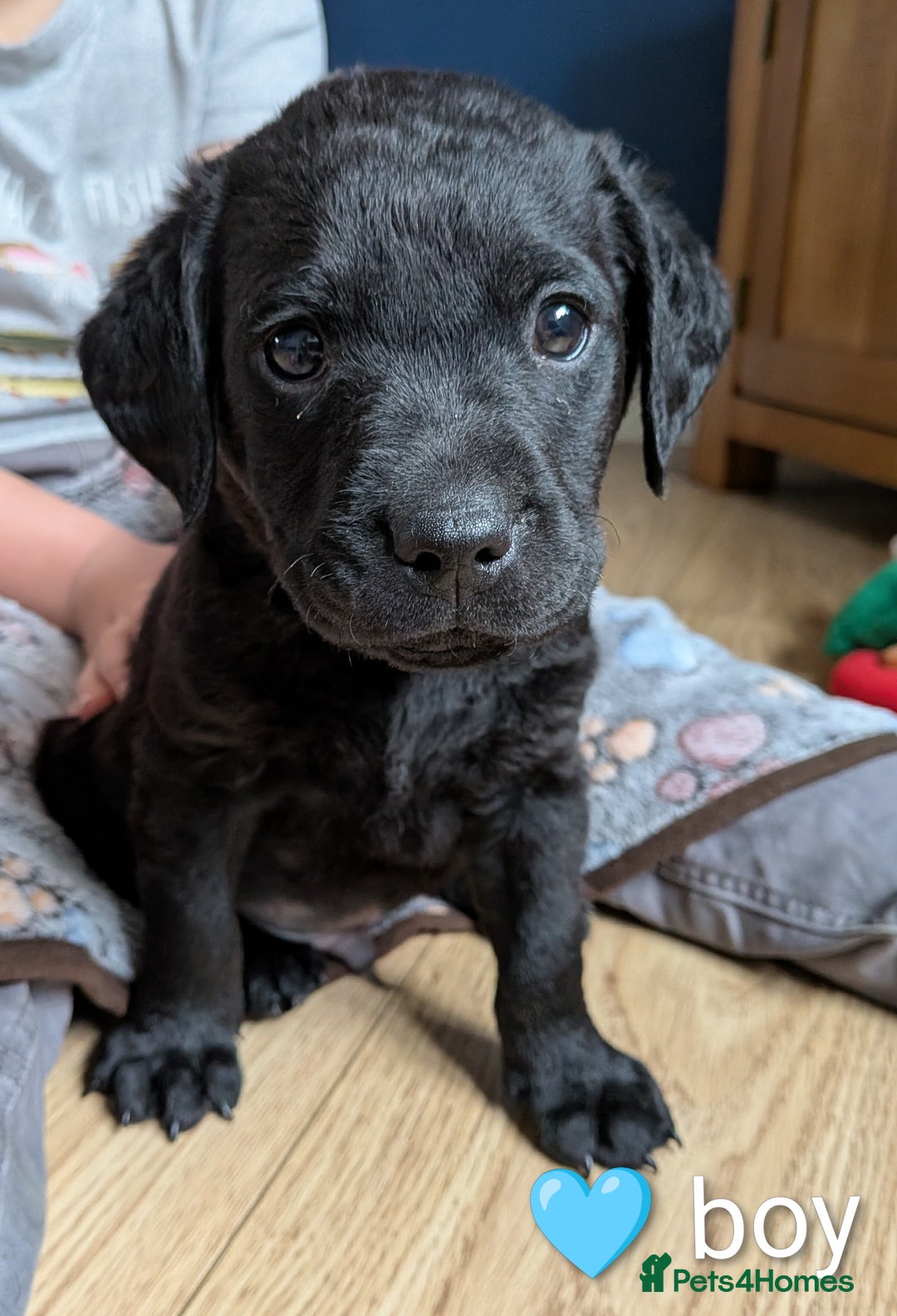 Labrador Retriever dogs for sale: Labrador puppies - Advert 13