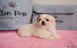 Pekingese dogs for sale: 🏆⭐️ KC reg Pekingese pups with genetics 🏆🐾 - Image 2