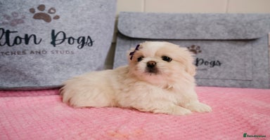 Pekingese dogs - Advert 12