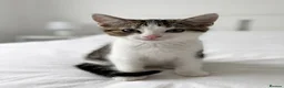 American Shorthair cats for sale: American short hairs ready to go  in Southampton - Advert 7