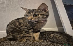 Mixed Breed cats for sale: 4 adorable kittens - Image 10