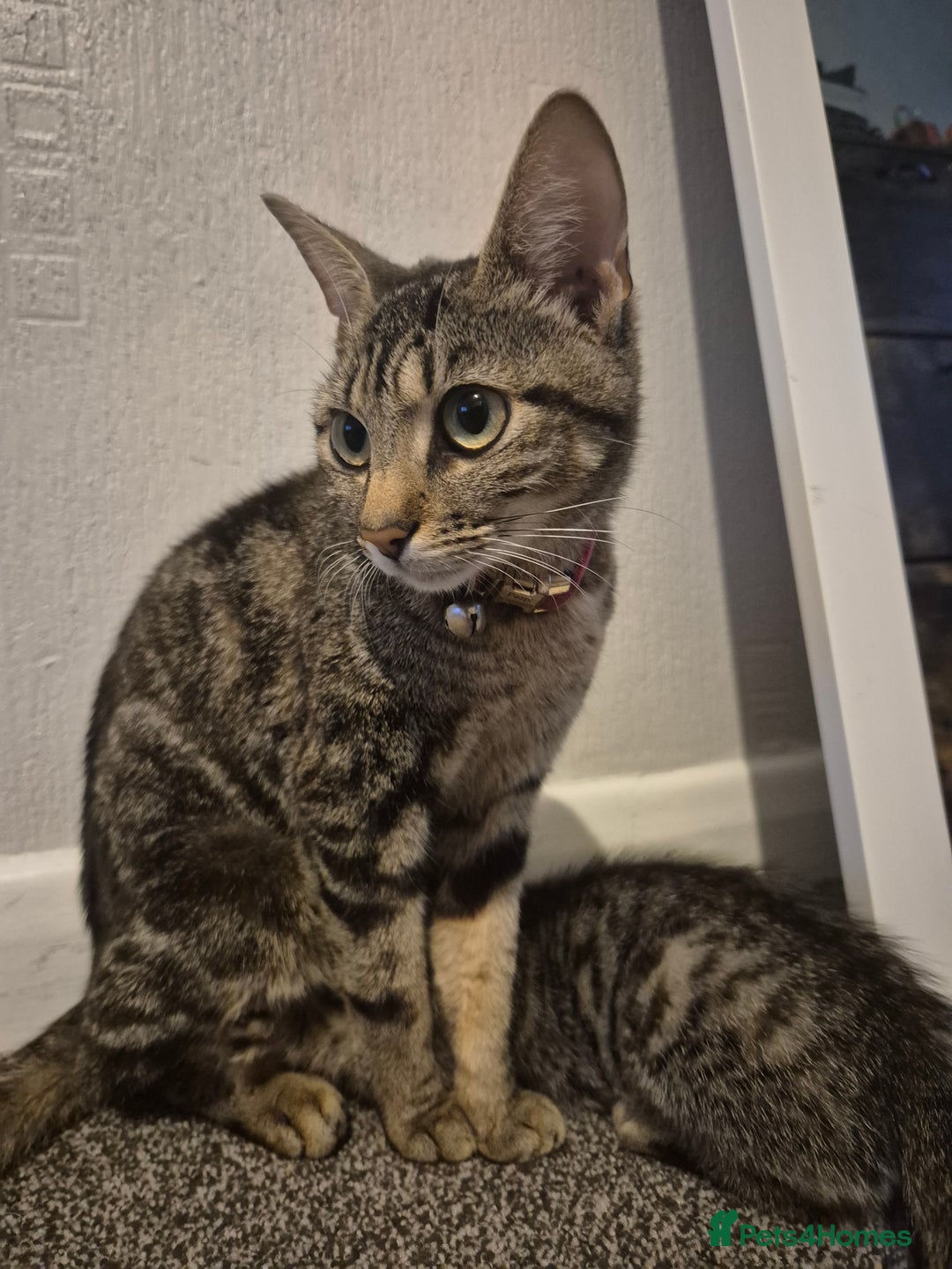 Mixed Breed cats for sale: 4 adorable kittens - Image 10