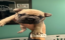 French Bulldog dogs for sale: Gorgeous Frenchie pups - Image 3