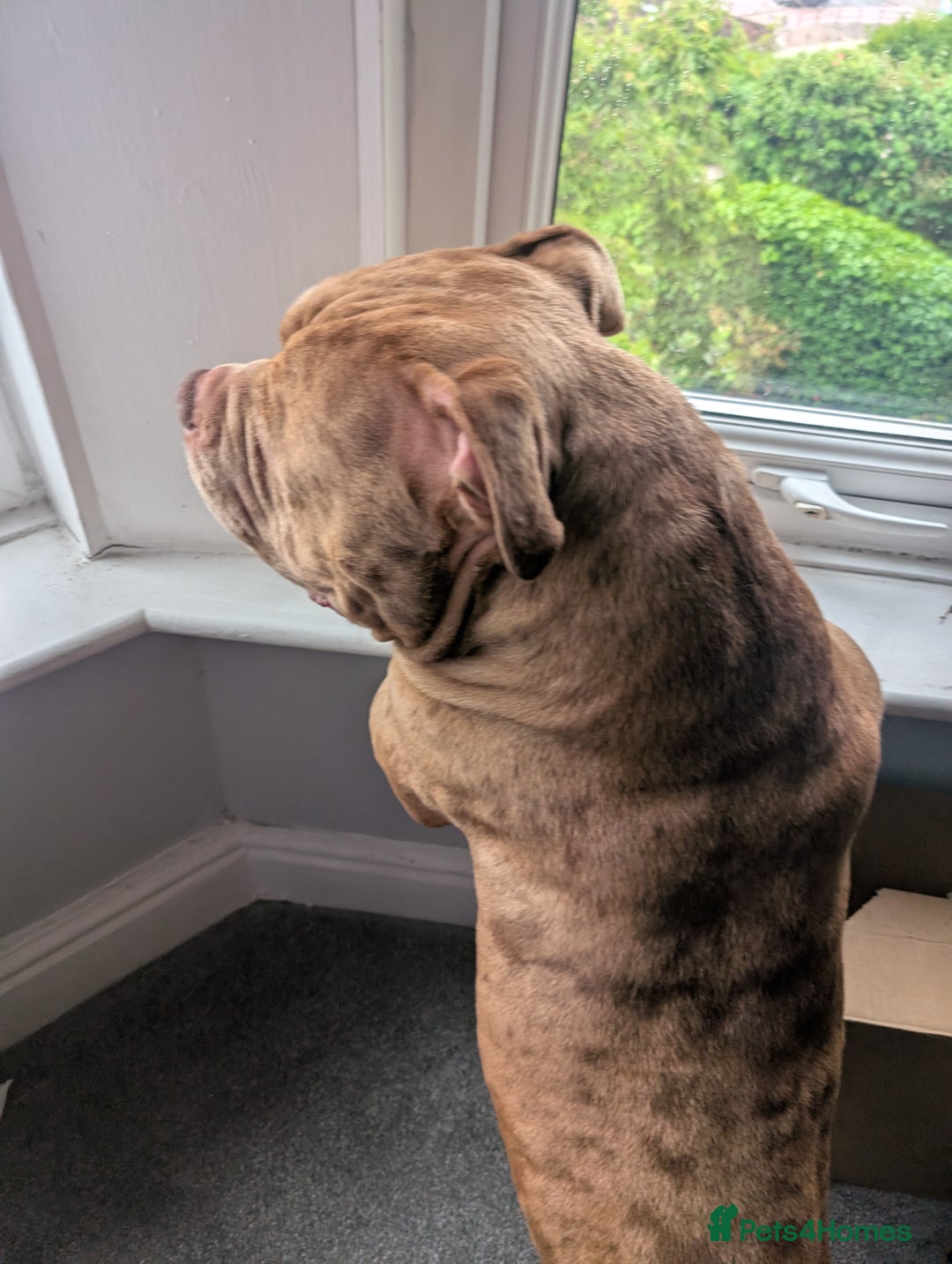 American Bully dogs for stud: Bruce  - Image 10