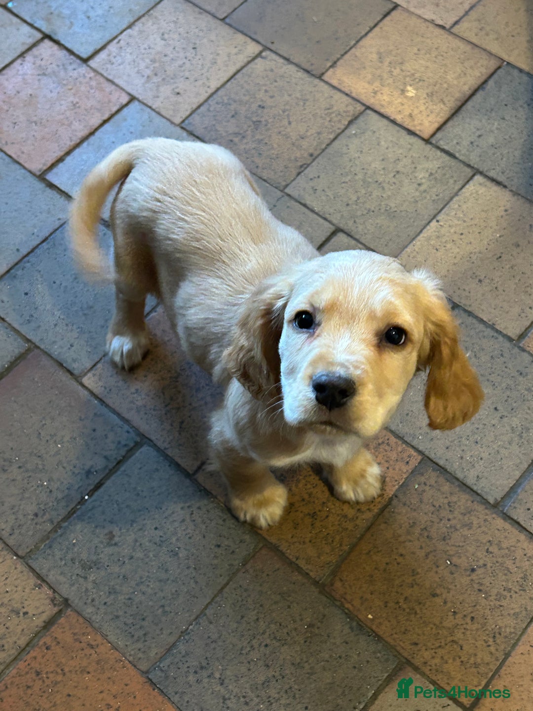 Cocker Spaniel dogs for sale: 3 Cocker Spaniel Puppies. 💙💙💙 - Advert 23