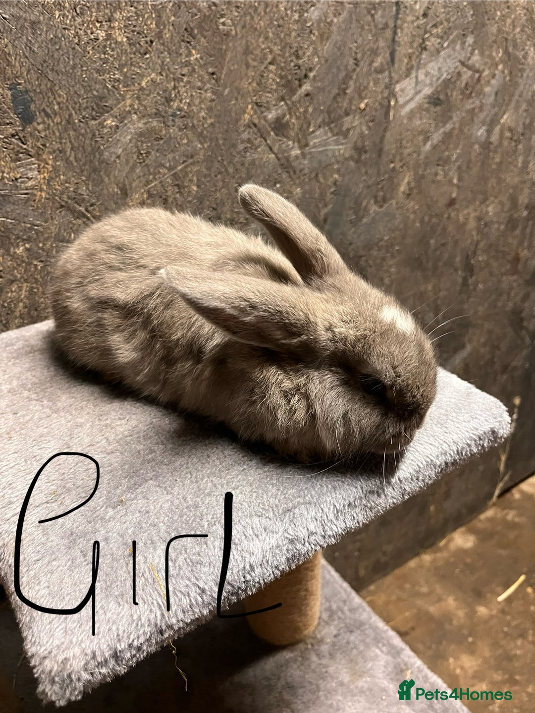Mini Lop rabbits for sale: Mini lop  - Advert 9