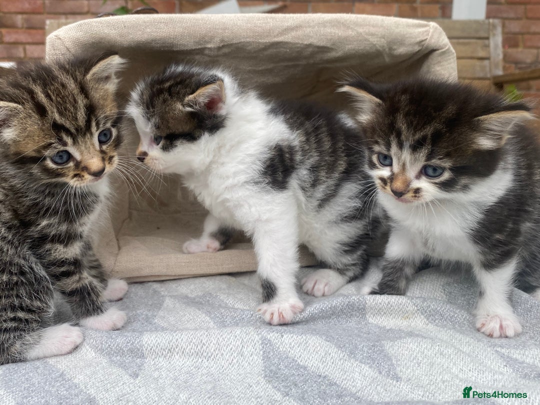 Mixed Breed cats for sale: Fluffy mixed tabby kittens  - Image 27