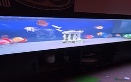 Discus fish for sale: DISCUS, ANGELS, RUMMY NOSE, STARBAI CORY. - Image 1