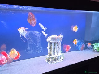 Discus fish - Advert 4