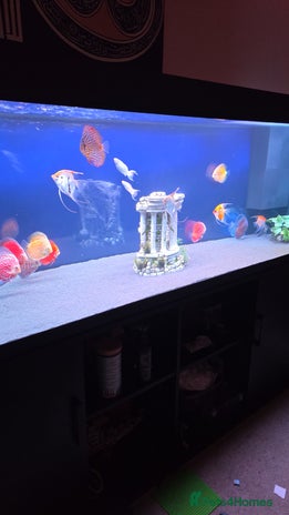 Discus fish - Advert 1