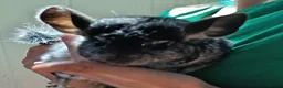 Chinchilla rodents for sale: Baby chinchillas - Advert 3