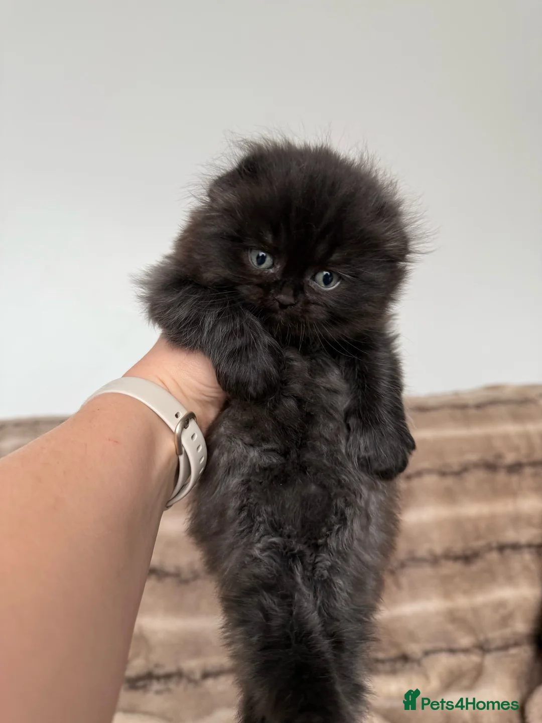 Scottish Fold cats for sale: Scottish fold/British shorthair kittens😻 - Advert 8