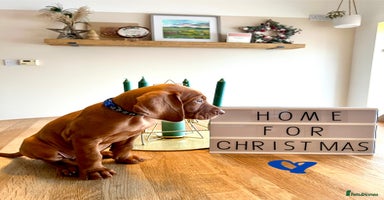 Hungarian Vizsla dogs Hungarian Vizsla Puppies  - Advert 13