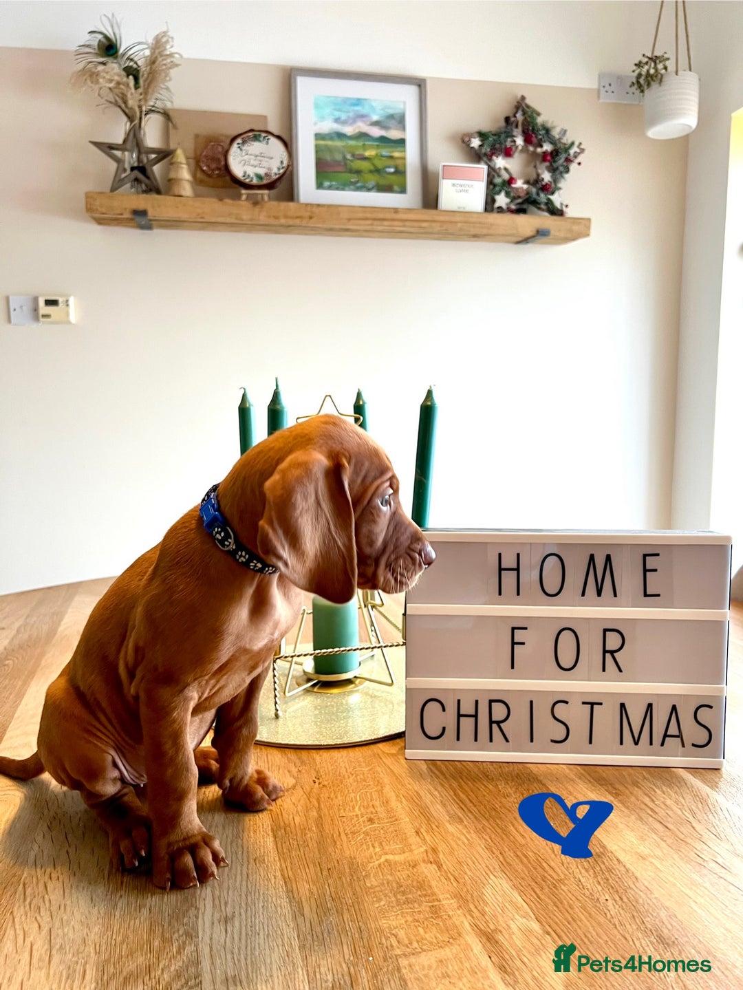 Hungarian Vizsla dogs for sale: Hungarian Vizsla Puppies  - Advert 2