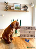 Hungarian Vizsla dogs Hungarian Vizsla Puppies - Advert 2